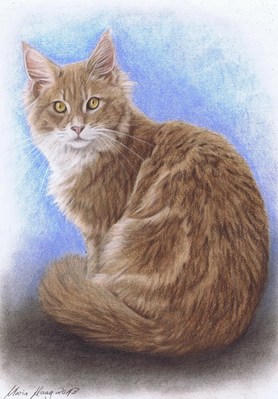 Katzen: Katzenportrait: Main Coon,Balou