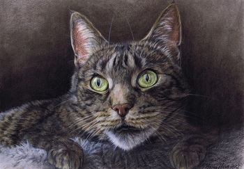 Katzen: Katzenportrait: Kr&uuml;mel