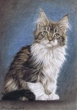 $page.level.title: Katzenportrait: MainCoon Amelie