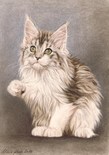 $page.level.title: Katzenportrait: MainCoon Josy