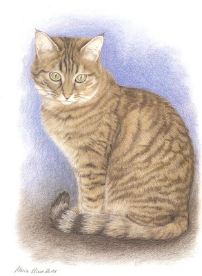 Katzen: Katzenportrait: Hauskatze 