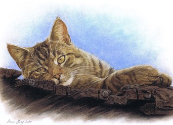 Katzen: Katzenportrait: Hauskater Moritz