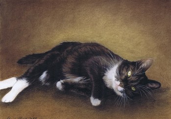 Katzen: Katzenportrait: Hauskatze Polly