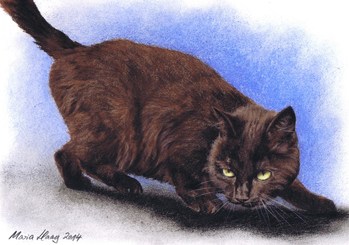 Katzen: Katzenportrait: Hauskatze Salem