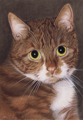 Katzen: Katzenportrait: Tiger