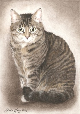 Katzen: Katzenportrait
