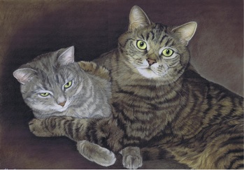 Katzen: Katzenportrait