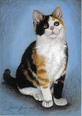 Katzen: Katzenportrait : Hauskatze Kiki