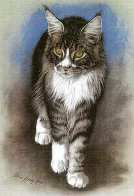 Katzen: Katzenportrait: Main Coon