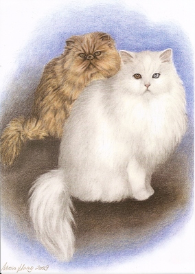 Katzen: Katzenportrait: Perser Katzen