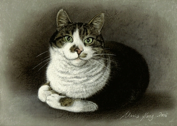 Katzen: Katzenportrait : Hauskater Shamu