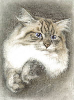 Katzen: Katzenportrait : Sibirische Waldkatze