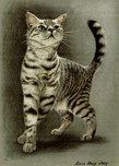 $page.level.title: Katzenportrait : Silver-Tabby