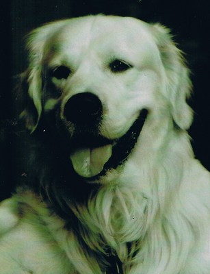 Original - Tiere: Hundeportrait: Golden Retriever