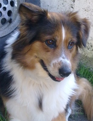 Original - Tiere: Hundeportrait: Collie-Mischling