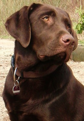 Original - Tiere: Hundeportrait: Labrador