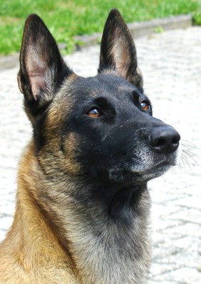 Original - Tiere: Hundeportrait: Malinois Chucky