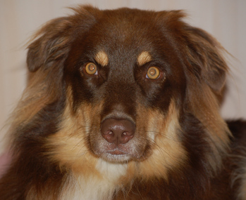 Original - Tiere: Hundeportrait: Australien Shepherd 