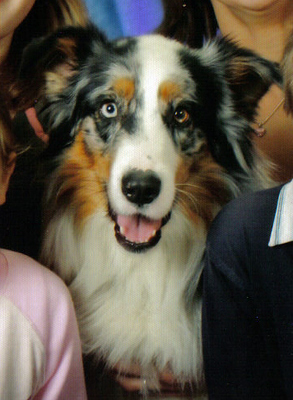 Original - Tiere: Hundeportrait: Australian Shepherd