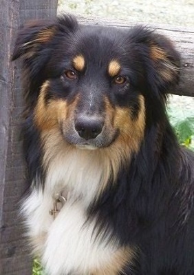 Original - Tiere: Hundeportrait: Australien Sheperd