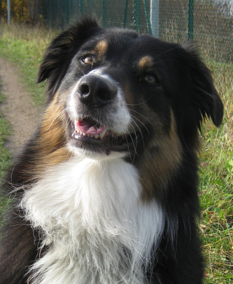 Original - Tiere: Hundeportrait: Australien Shepherd