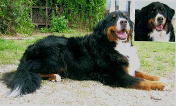 Original - Tiere: Hundeportrait: Bernersennen 