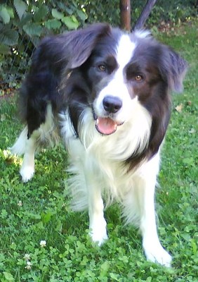 Original - Tiere: Hundeportrait: Border Collie