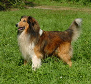 Original - Tiere: Hundeportrait: Collie 