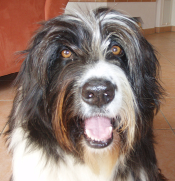 Original - Tiere: Hundeportrait: Collie-Mischling