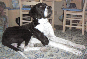 Original - Tiere: Hundeportrait: Deutsche Dogge 