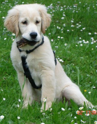 Original - Tiere: Hundeportrait: Golden Retriever 