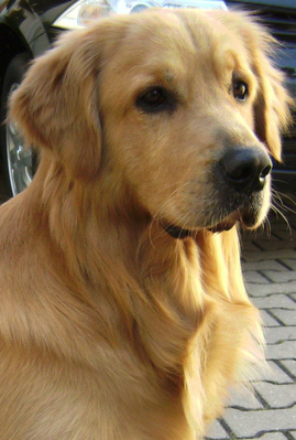 Original - Tiere: Hundeportrait: Golden Retriever 