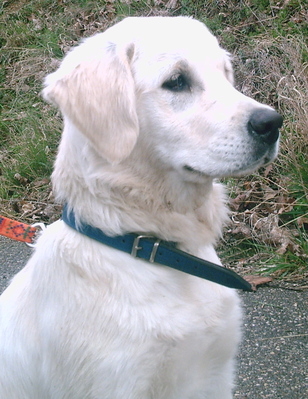 Original - Tiere: Hundeportrait: Golden Retriever 