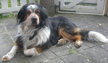 Original - Tiere: Hundeportrait: Bernersennen-Mischling