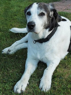 Original - Tiere: Hundeportrait: Anka