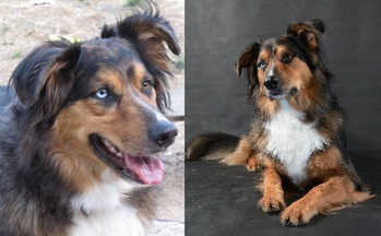 Original - Tiere: Hundeportrait: Australien Shepherd