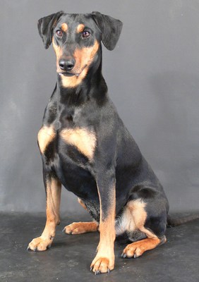 Original - Tiere: Hundeportrait: Deutscher Pinscher