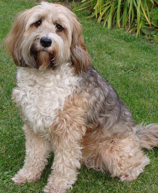 Original - Tiere: Hundeportrait: ?