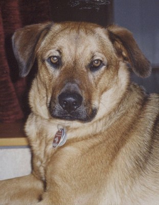 Original - Tiere: Hundeportrait: Mischlingsh&uuml;ndin  Bella