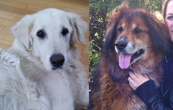 Original - Tiere: Hundeportrait: Benny & Laica