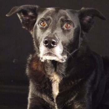 Original - Tiere: Hundeportrait: Mischlingsr&uuml;de Bobby