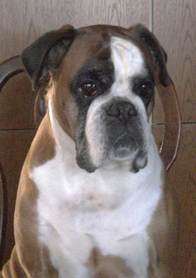 Original - Tiere: Hundeportrait: Boxer Alisa