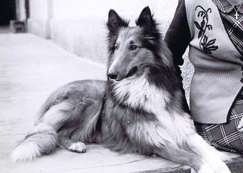 Original - Tiere: Hundeportrait: Collie