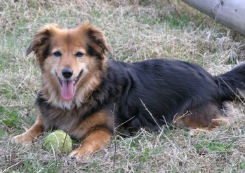Original - Tiere: Hundeportrait. Collie-Mischling