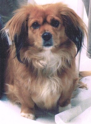 Original - Tiere: Tierportrait: Dackelmischling