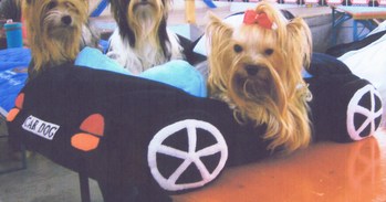 Original - Tiere: Hundeportrait: yorki Daisy im Cabrio