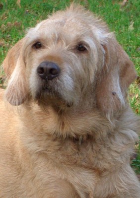 Original - Tiere: Hundeportrait: Filou