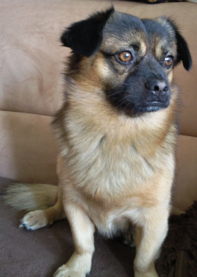 Original - Tiere: Hundeportrait: Mischling