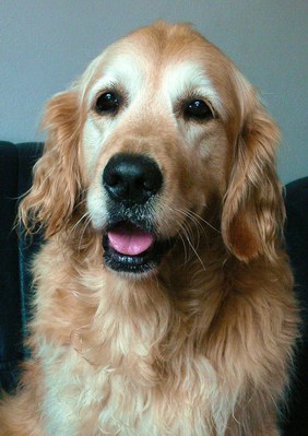 Original - Tiere: Hundeportrait: Golden Retriever Aika