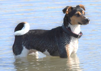 Original - Tiere: Hundeportrait: Jack Russel - Aska